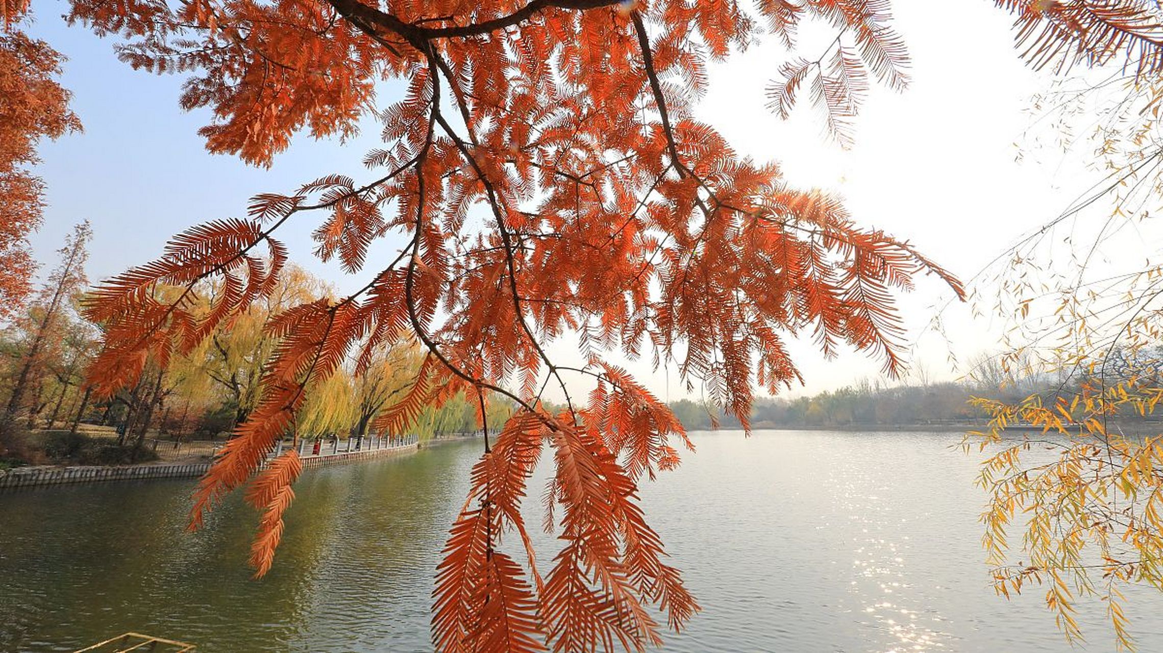 秋天的水杉树,  像是给叶子施了魔法,  把叶子变成一片锈红色.