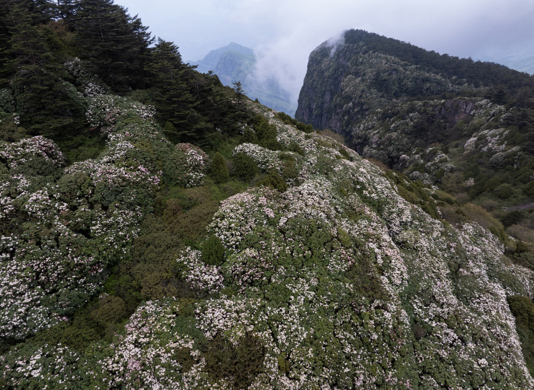 峨眉山竟藏有杜鹃王国!四季花开,五彩斑斓