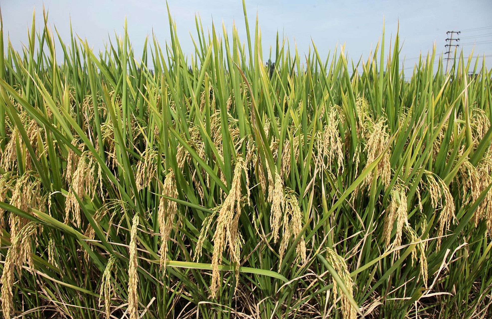 晶两优534是一种籼型两系杂交水稻品种,由袁隆平农业高科技股份有限