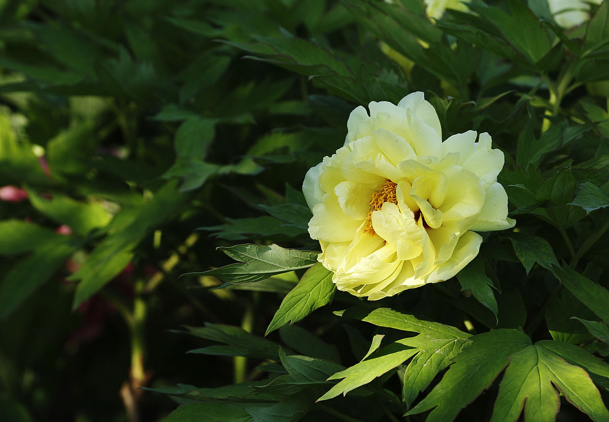 黄色牡丹的花语在中国传统文化中,黄色象征着权力,地位,财富和吉祥
