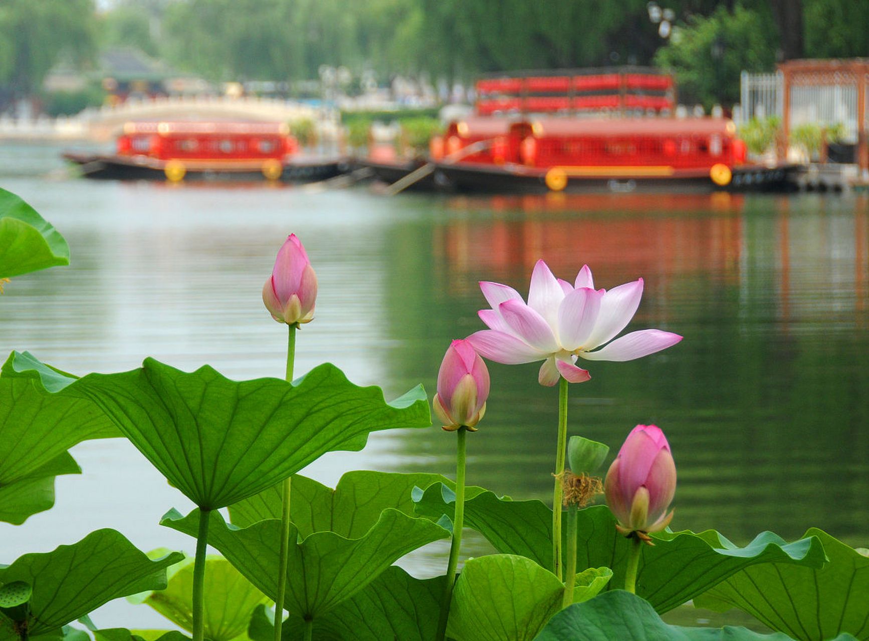 镜头里的春天#  春游武汉莲花湖公园,一处藏在湖北省武汉市东湖新