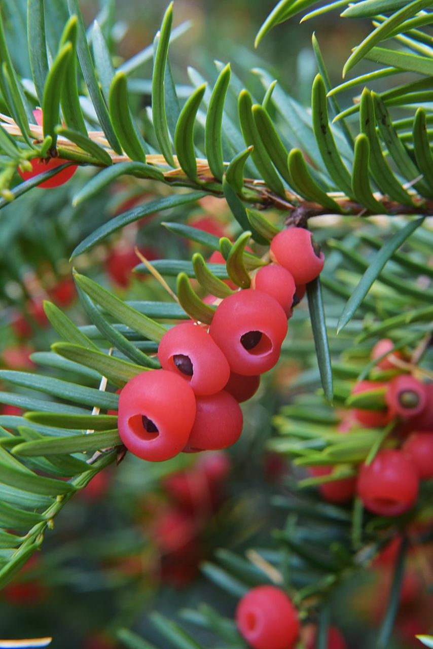 红豆杉叶片发黄可能是由于土壤营养不足,过浓的阳光和高温,过度浇水或