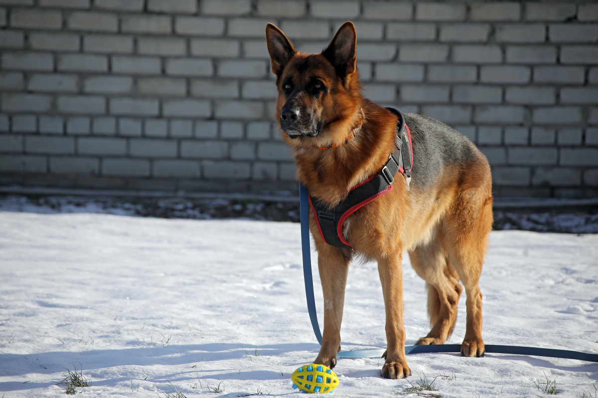 德国牧羊犬在服从性比赛中表现怎么样?