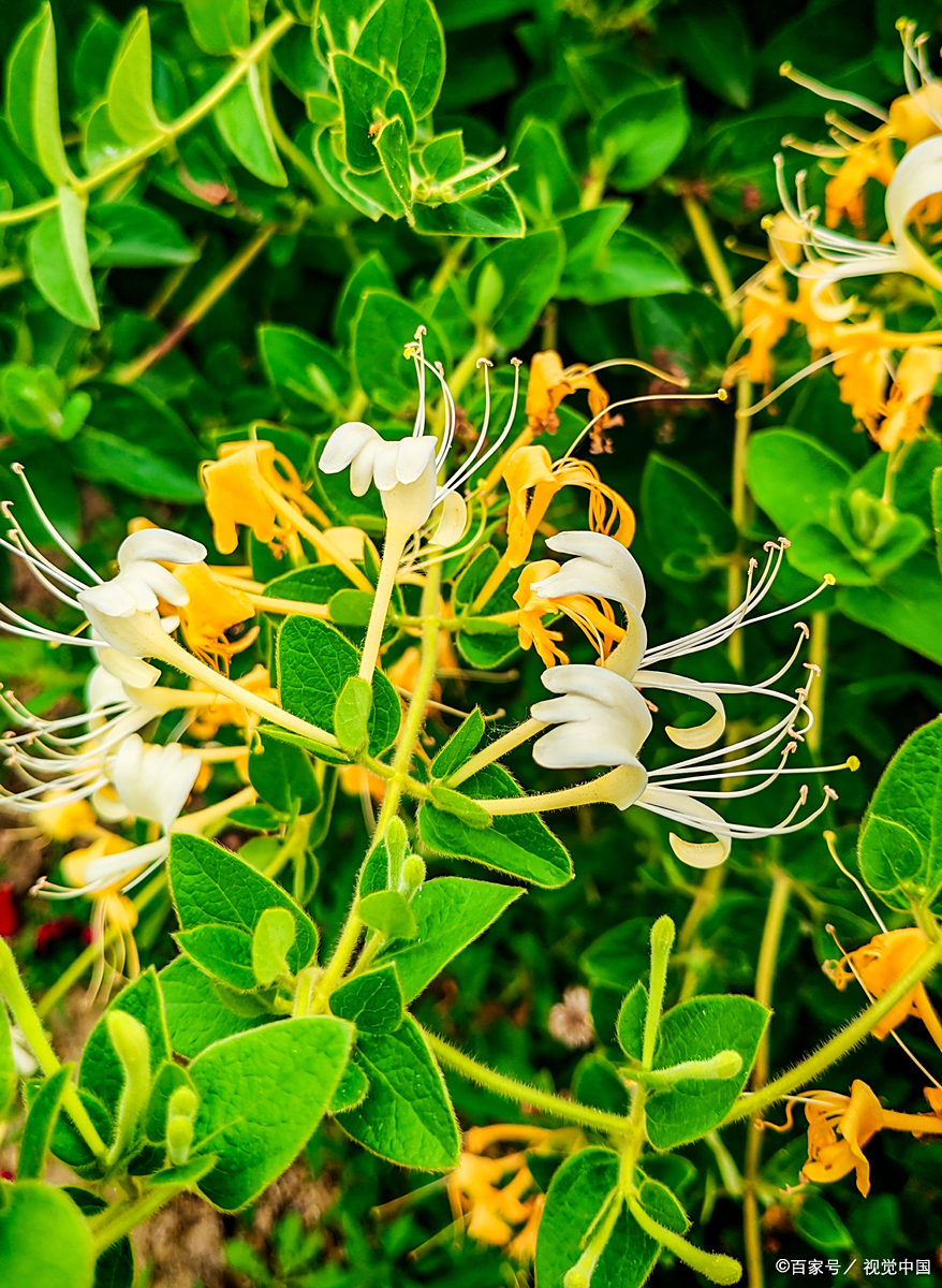 金银花露:夏日清热的天然良方