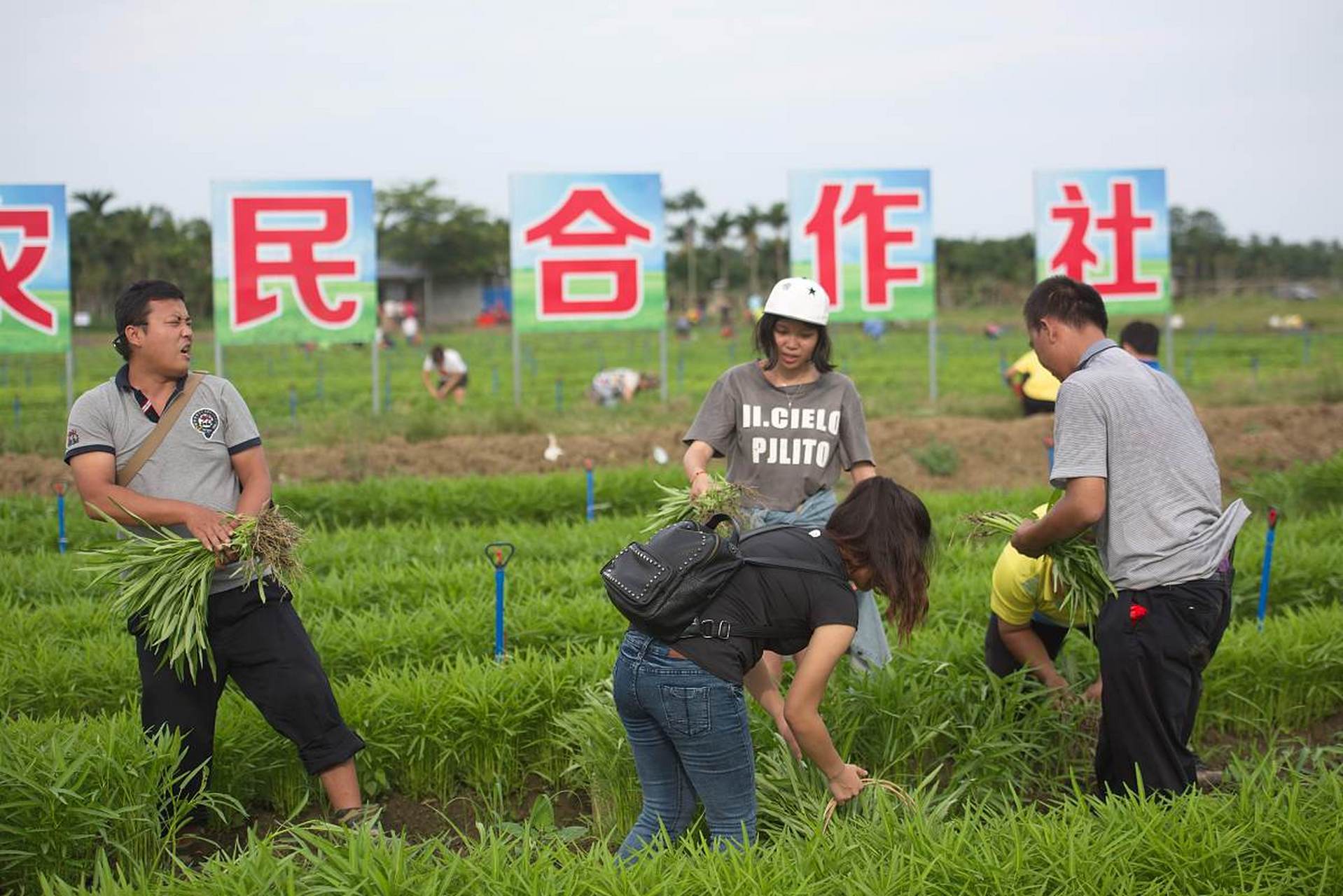 农业合作社
