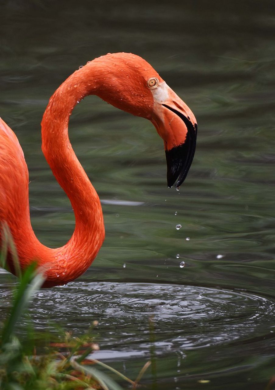 它们翩翩起舞的身姿,绚丽夺目的羽毛,仿佛是大自然中最精致的艺术品.