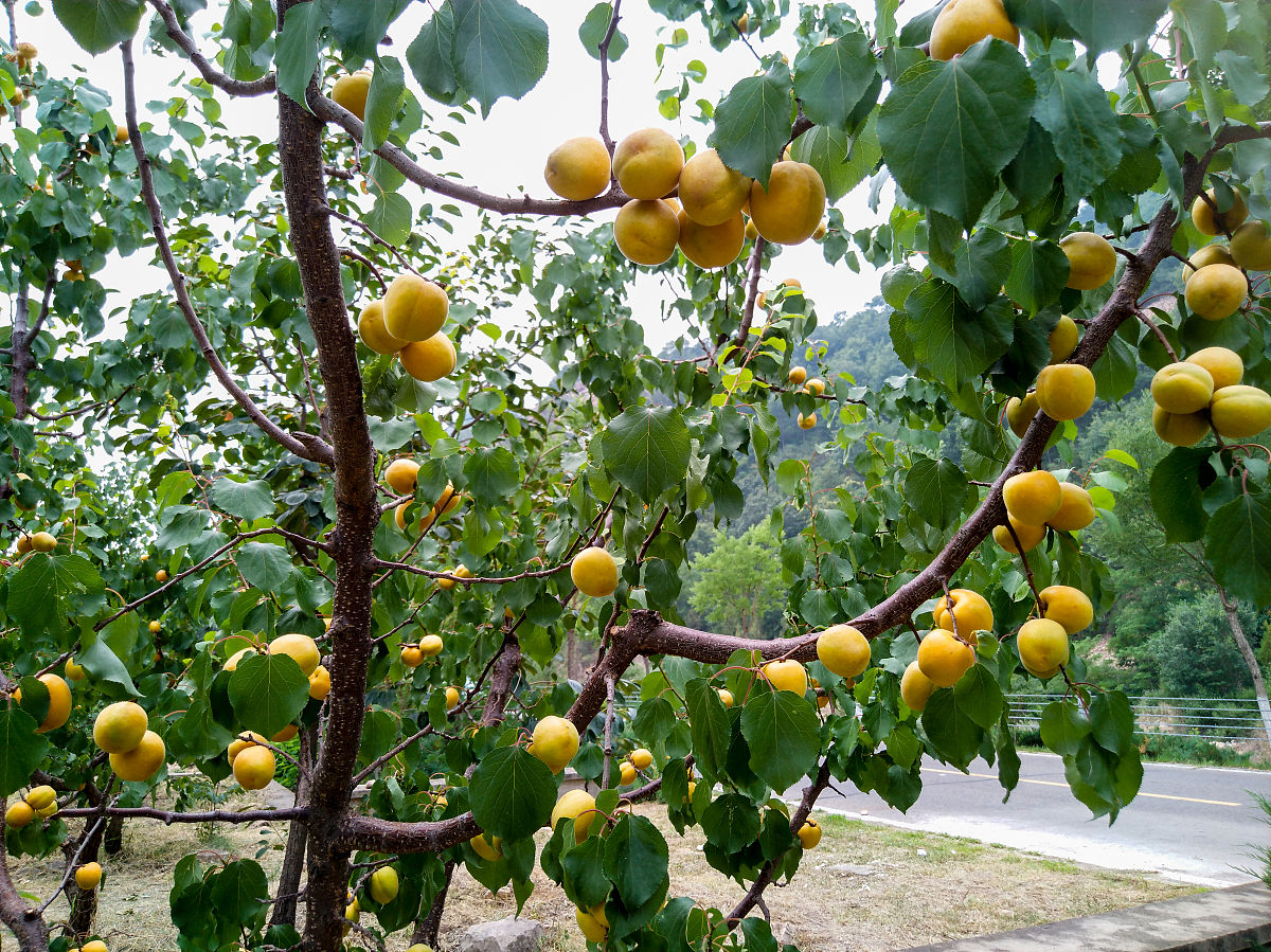 满树金果的杏子树