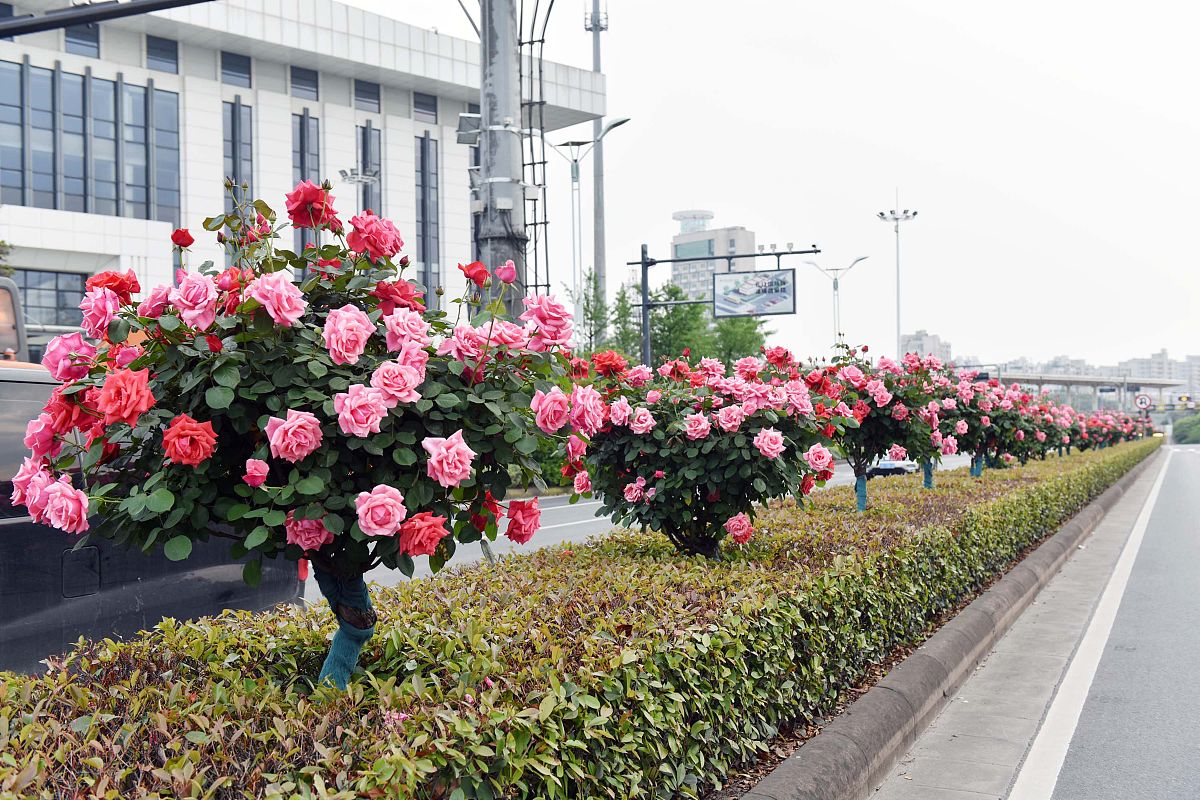 石家庄的市花和市树你知道是什么吗?