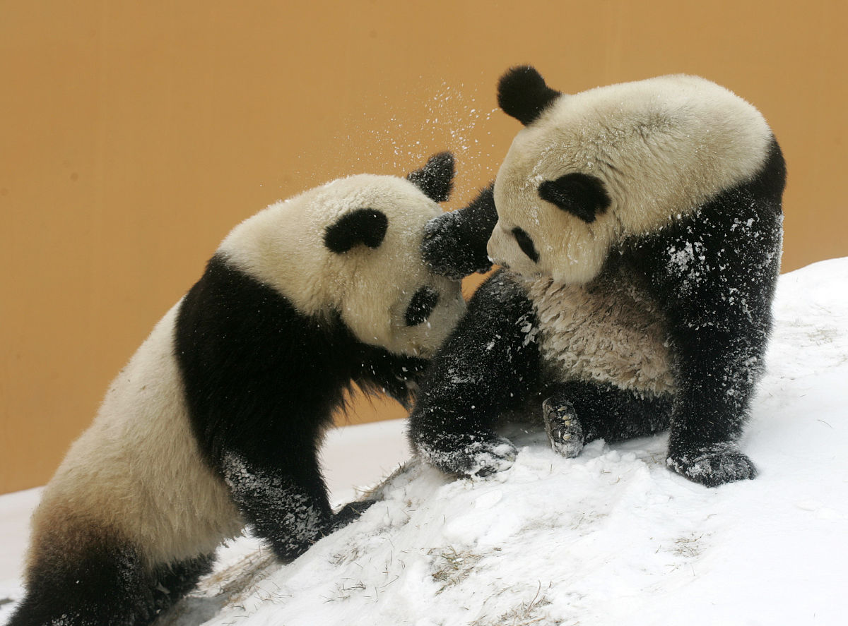 大熊猫丫丫和乐乐曾经的幸福时光