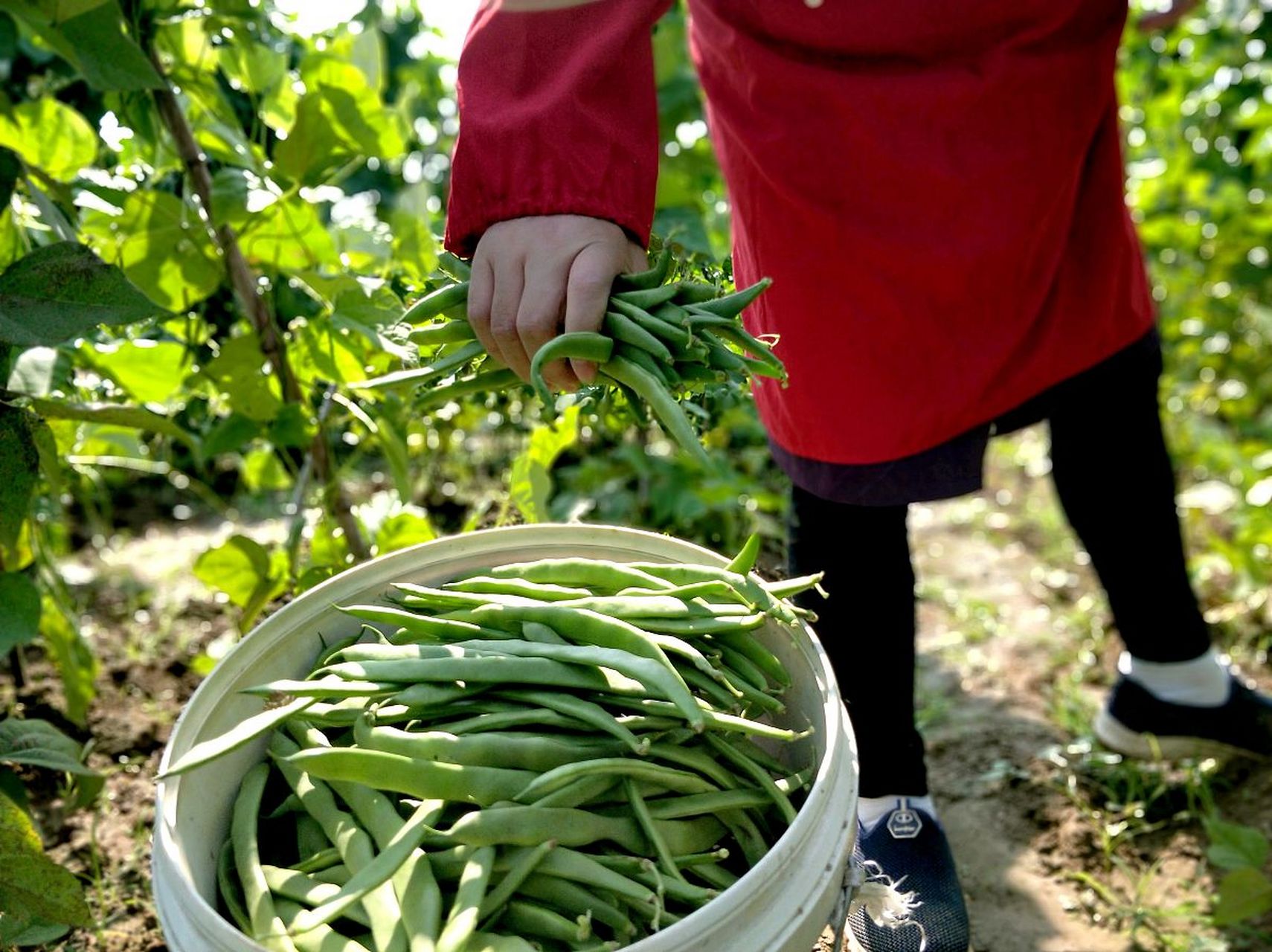 公职人员夜摘豆角被捉,这画面简直让人哭笑不得!
