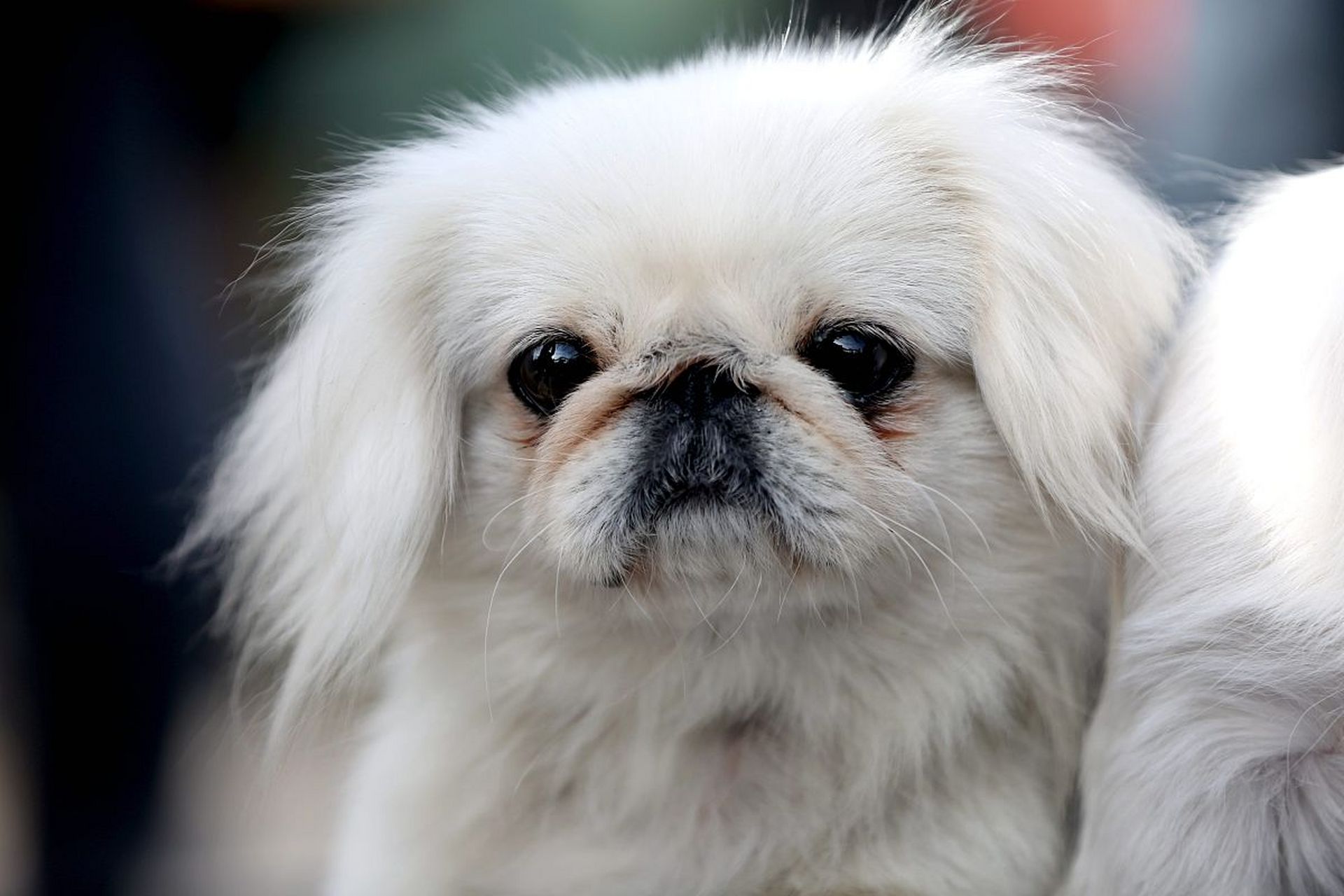 主人应关注京巴犬的五大生命愿望,用心陪伴和照顾,共同创造幸福时光.