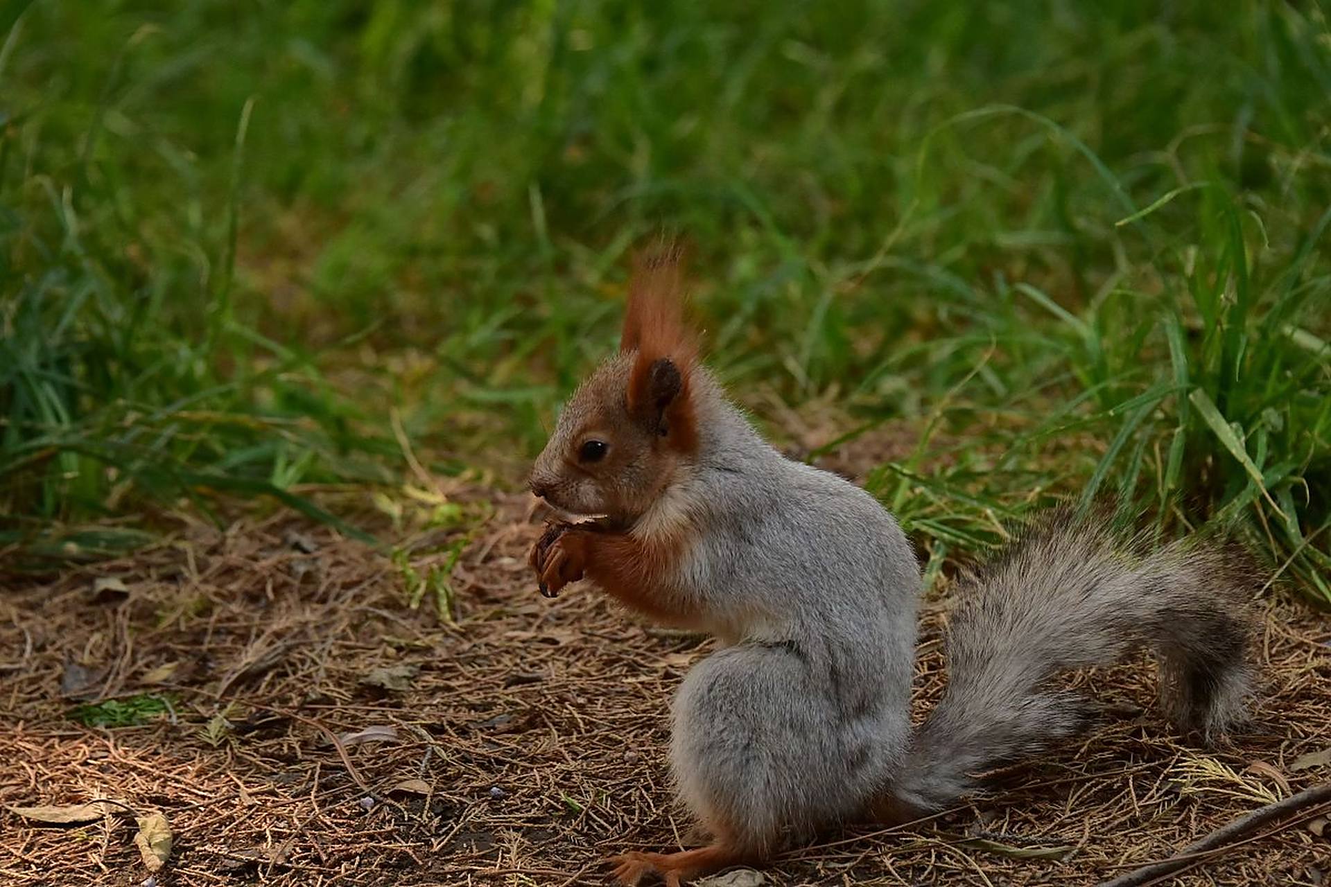 雪地松鼠,是啮齿目松鼠科动物,尾毛密长而且蓬松,四肢及前后足均较长