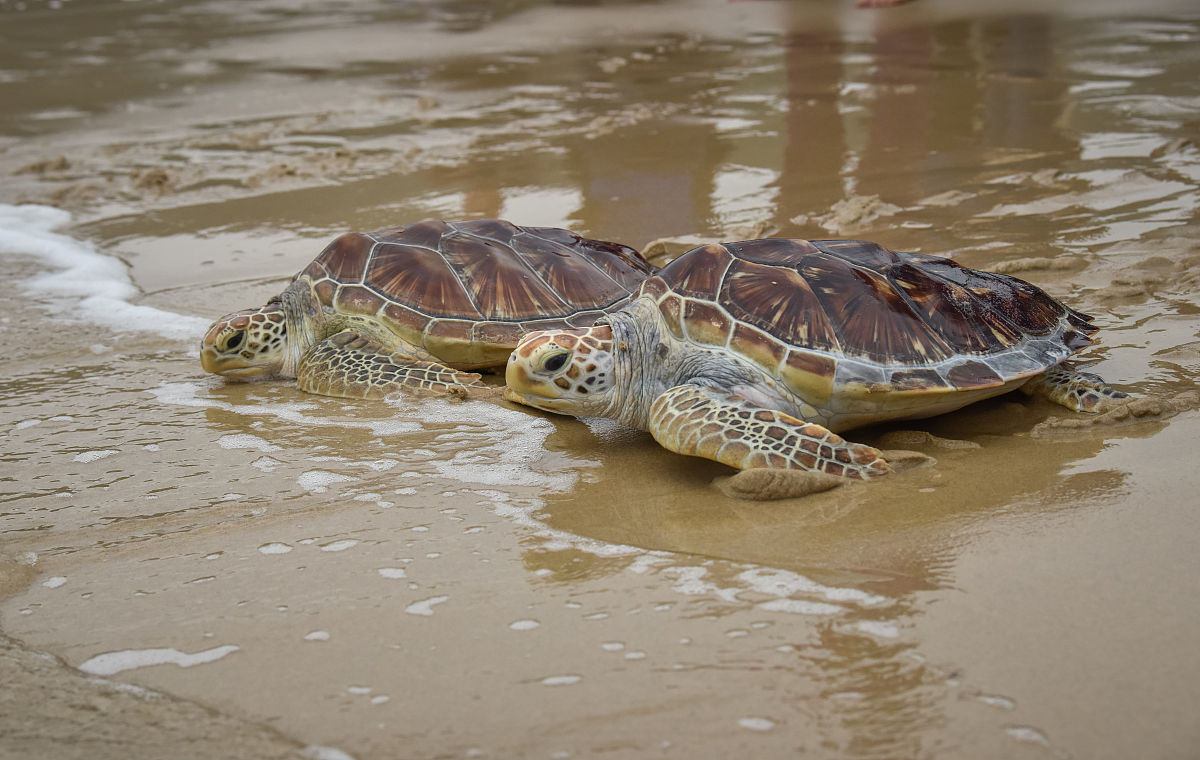 红海龟能活多少年?速速来了解!