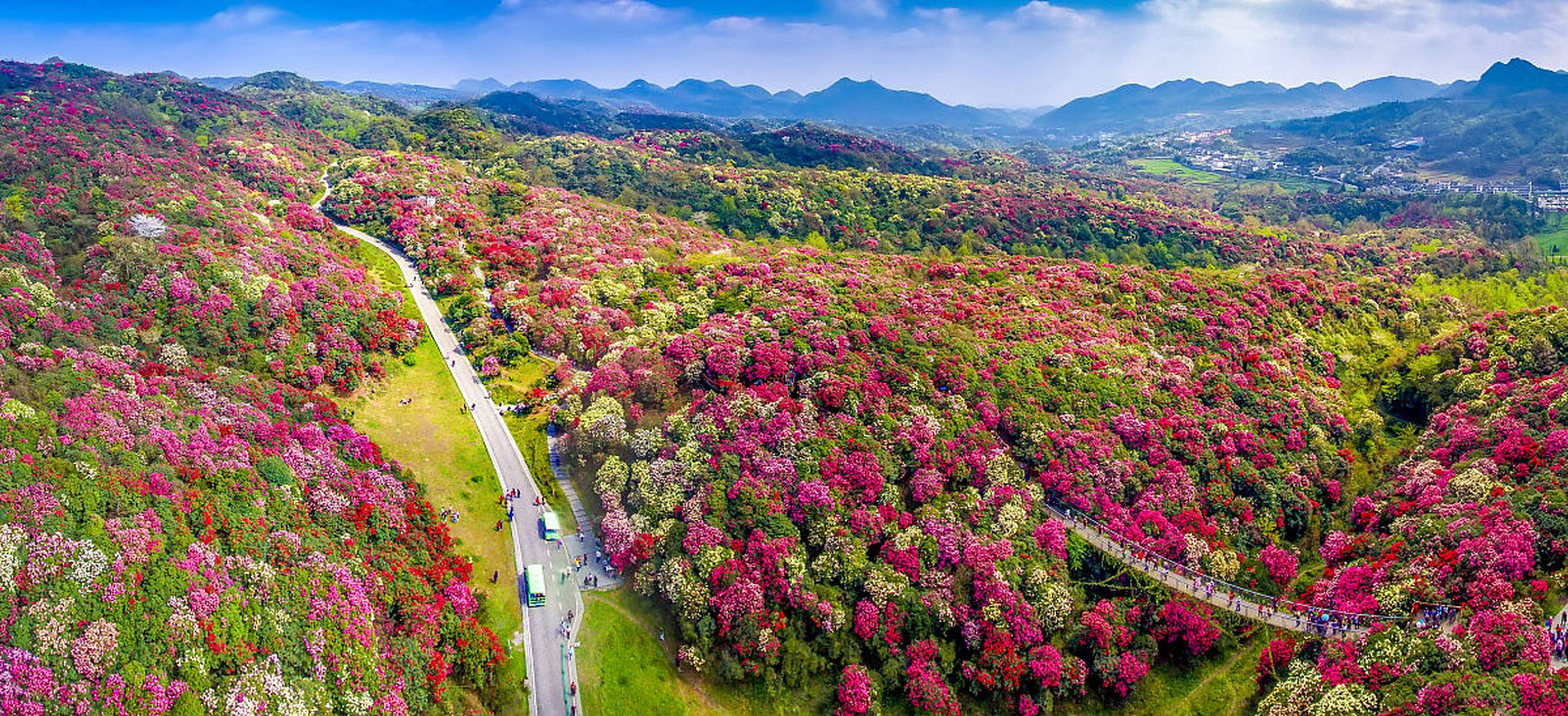 百里杜鹃景区位于贵州省毕节市,被誉为"世界上最大的天然花园".