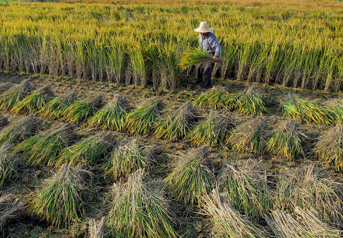 带你回忆小时候农村收割水稻的场景