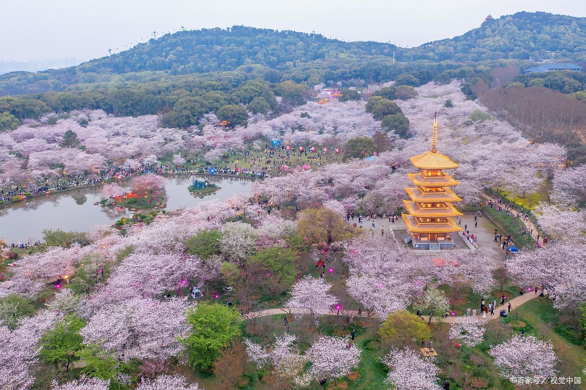 绍兴宛委山,春日樱花漫山,拍照打卡必去!