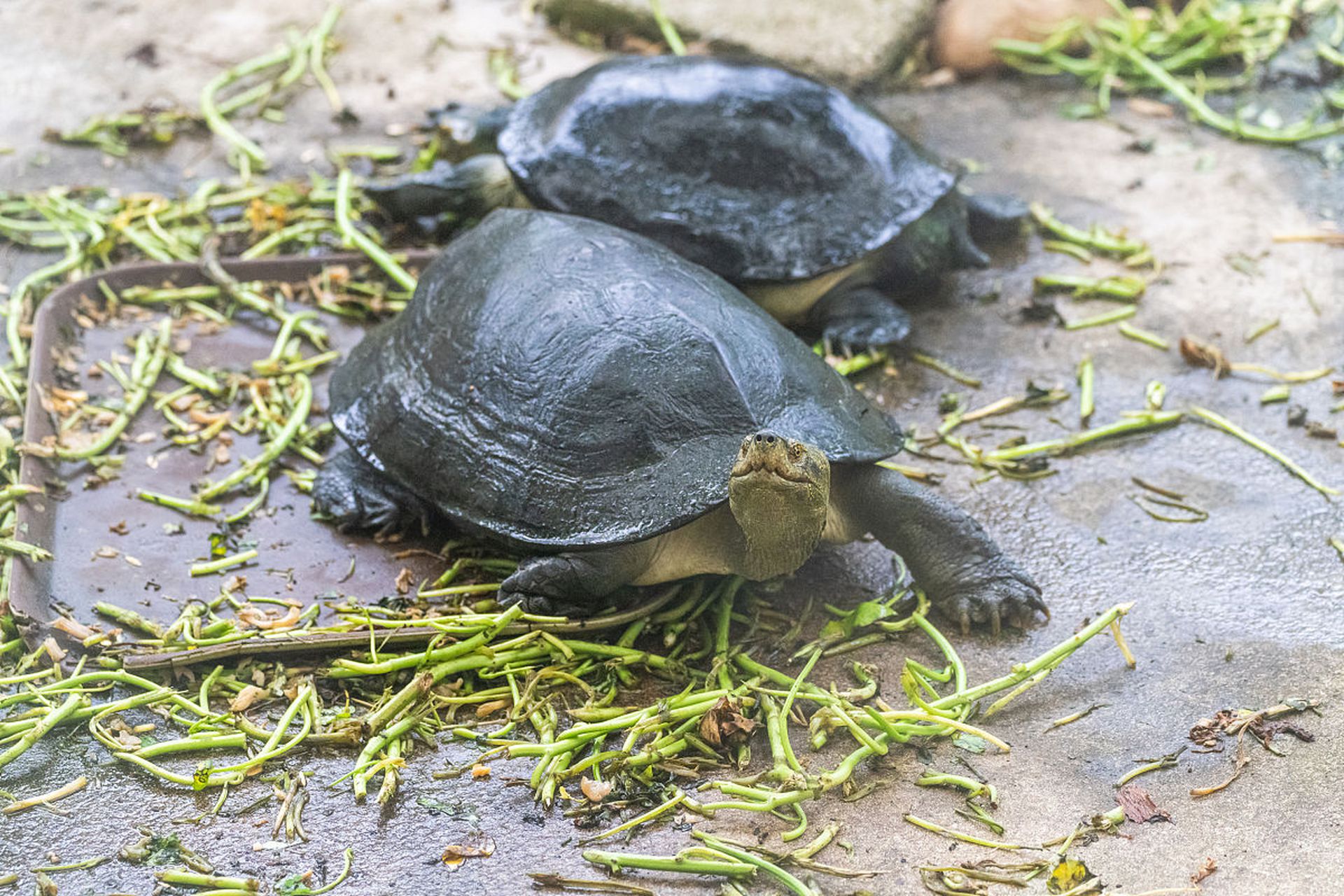 摘要: 在养小甲鱼之前,需要选购健康,活跃的小甲鱼苗,并注意观察鳞片