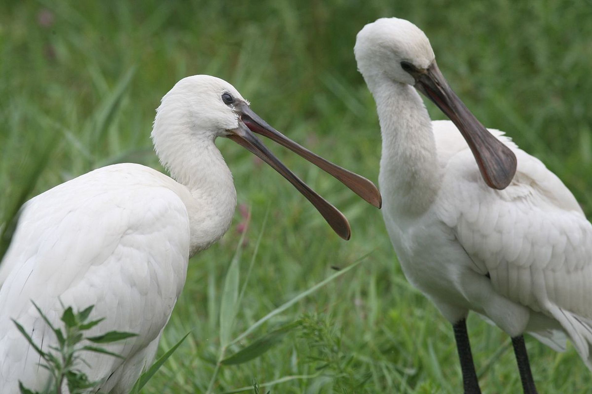 这是白琵鹭,荷兰国鸟,它的嘴又长又直,上下扁平,就像古代乐器琵琶.