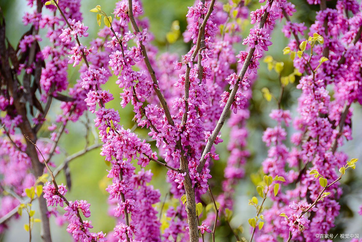可是我像落花一样从枝头飞落,无论怎样的风也不能将我送回紫荆树上啊.