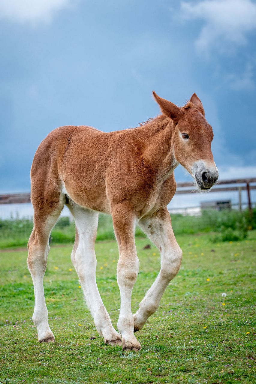 长腿小马驹,体色分明,样子萌萌特别可爱. #动物趣图