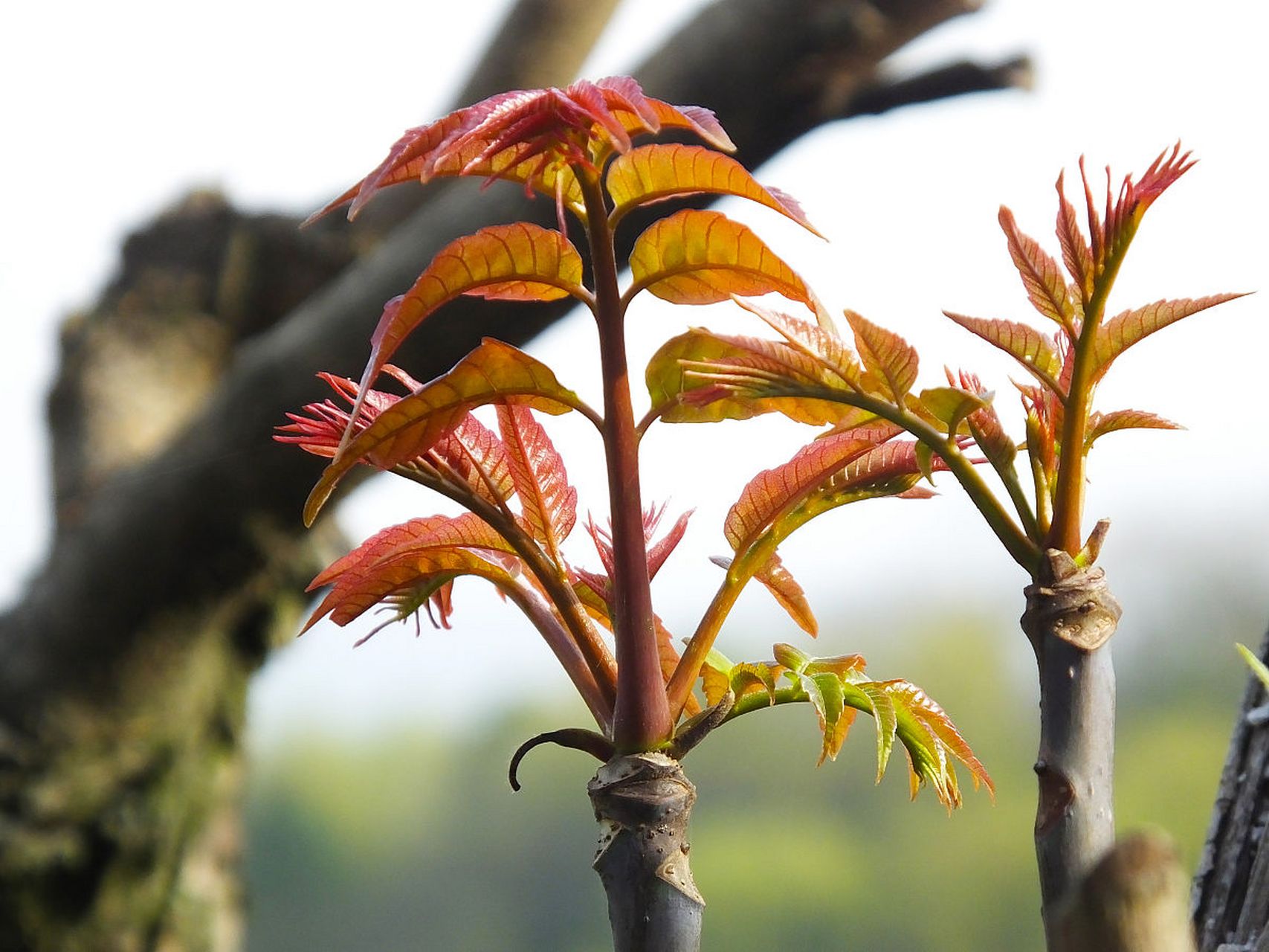 香椿芽种植方法包括准备肥沃土壤和容器,选择新鲜饱满的种子,播种并