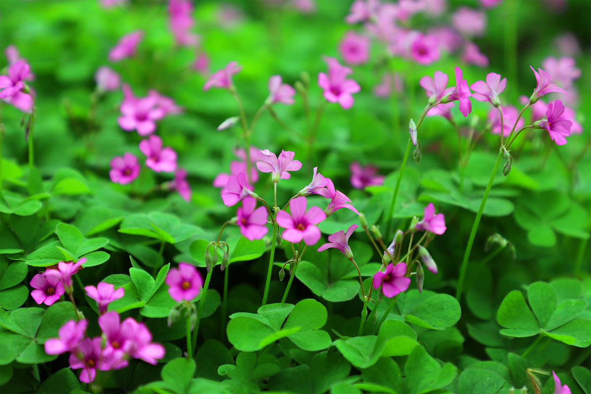 小时候总在四处寻找的"幸运草",你还记得吗?