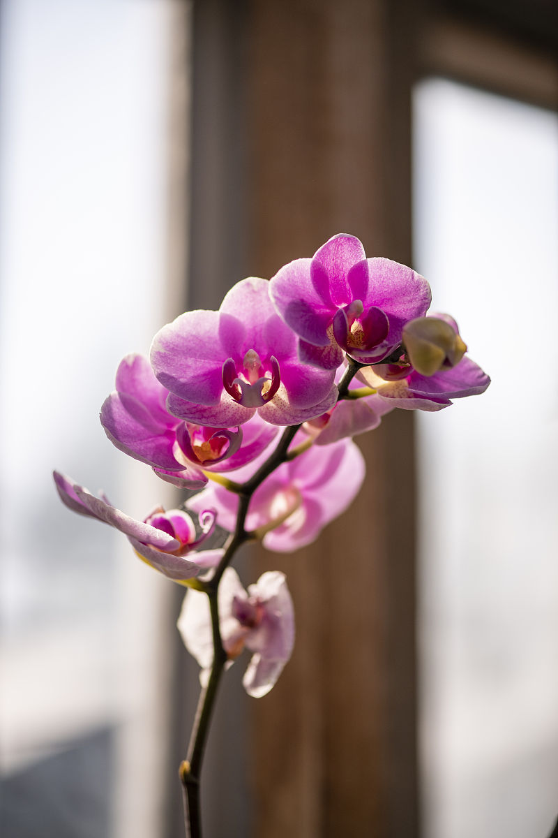 过年入手"兰中皇后"-蝴蝶兰,好看又百搭,冬季好养护