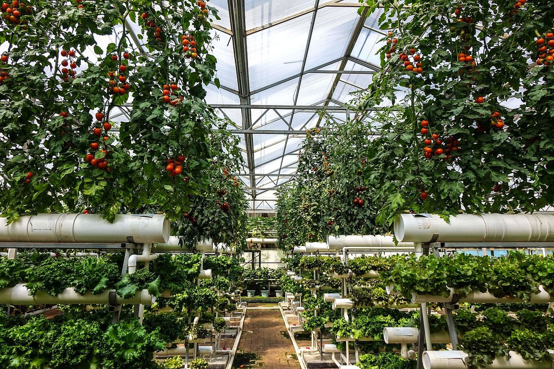 今天我要带大家去一个超级好玩的地方——北京珍香草莓园!