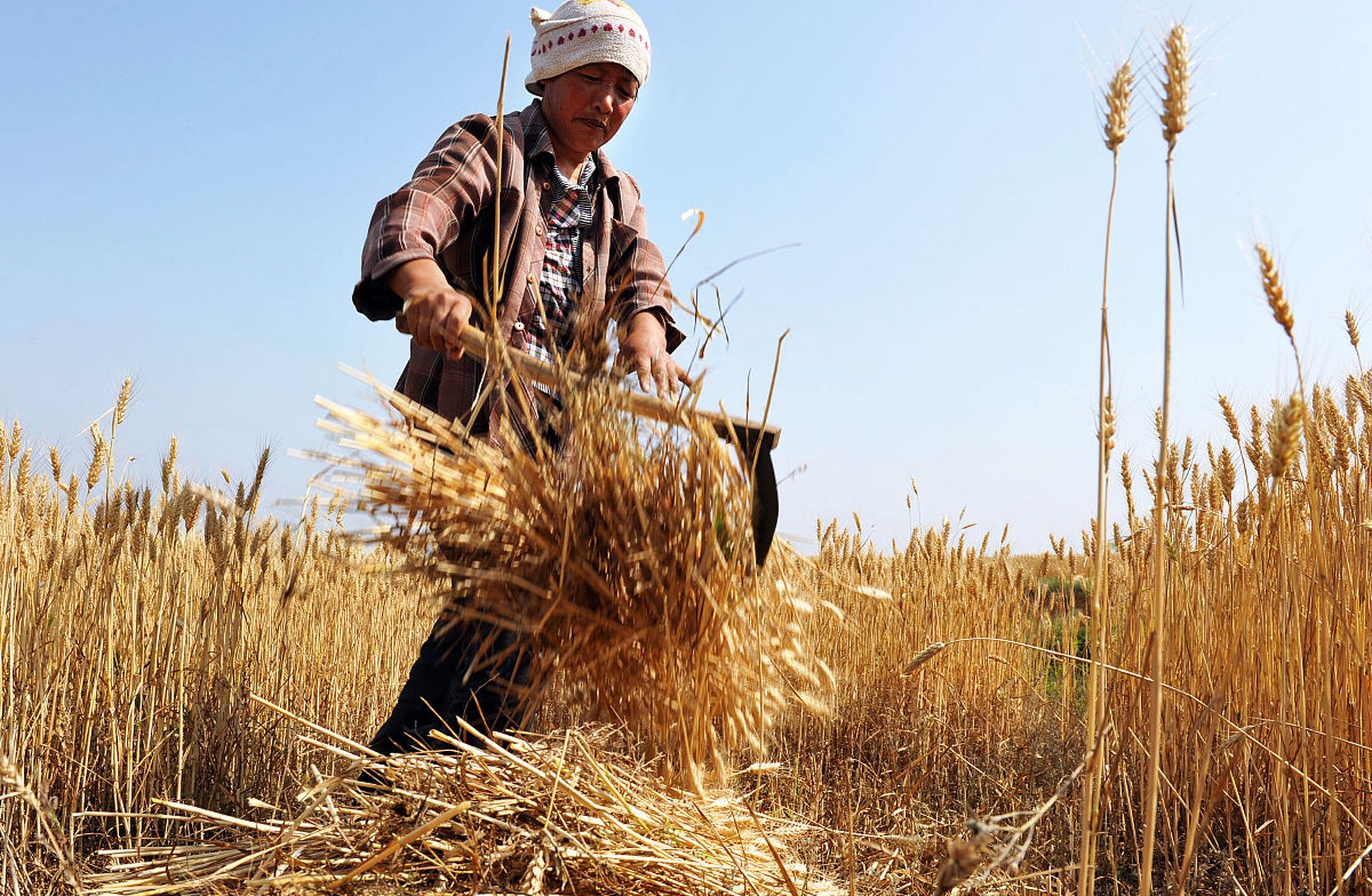 抢时收麦,乡下农民惊人一举  老农李大爷一直以来都是那个勤奋的乡下