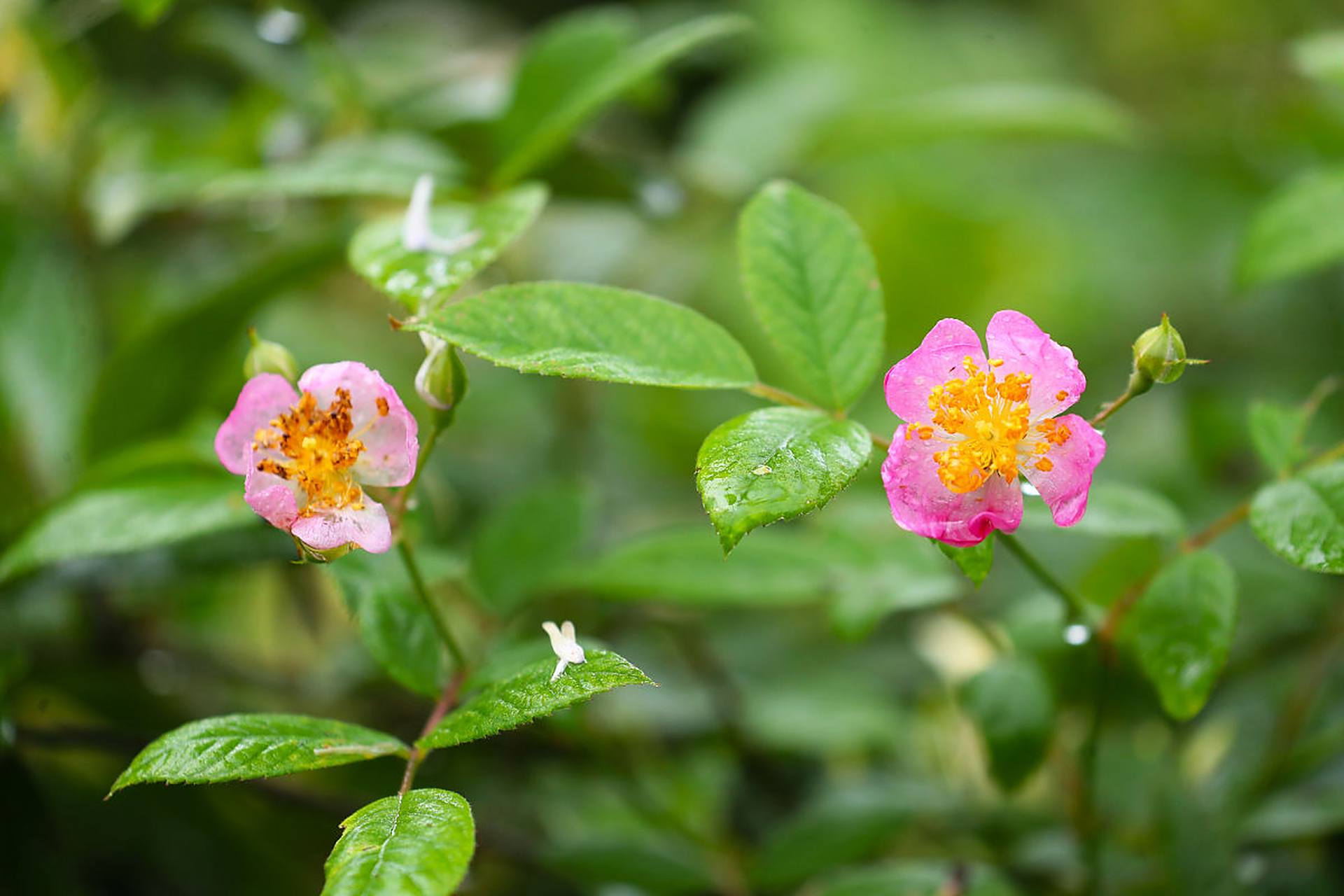 荼蘼花,又称为九重葛,是一种充满着浪漫和美丽的花卉,它的存在不仅