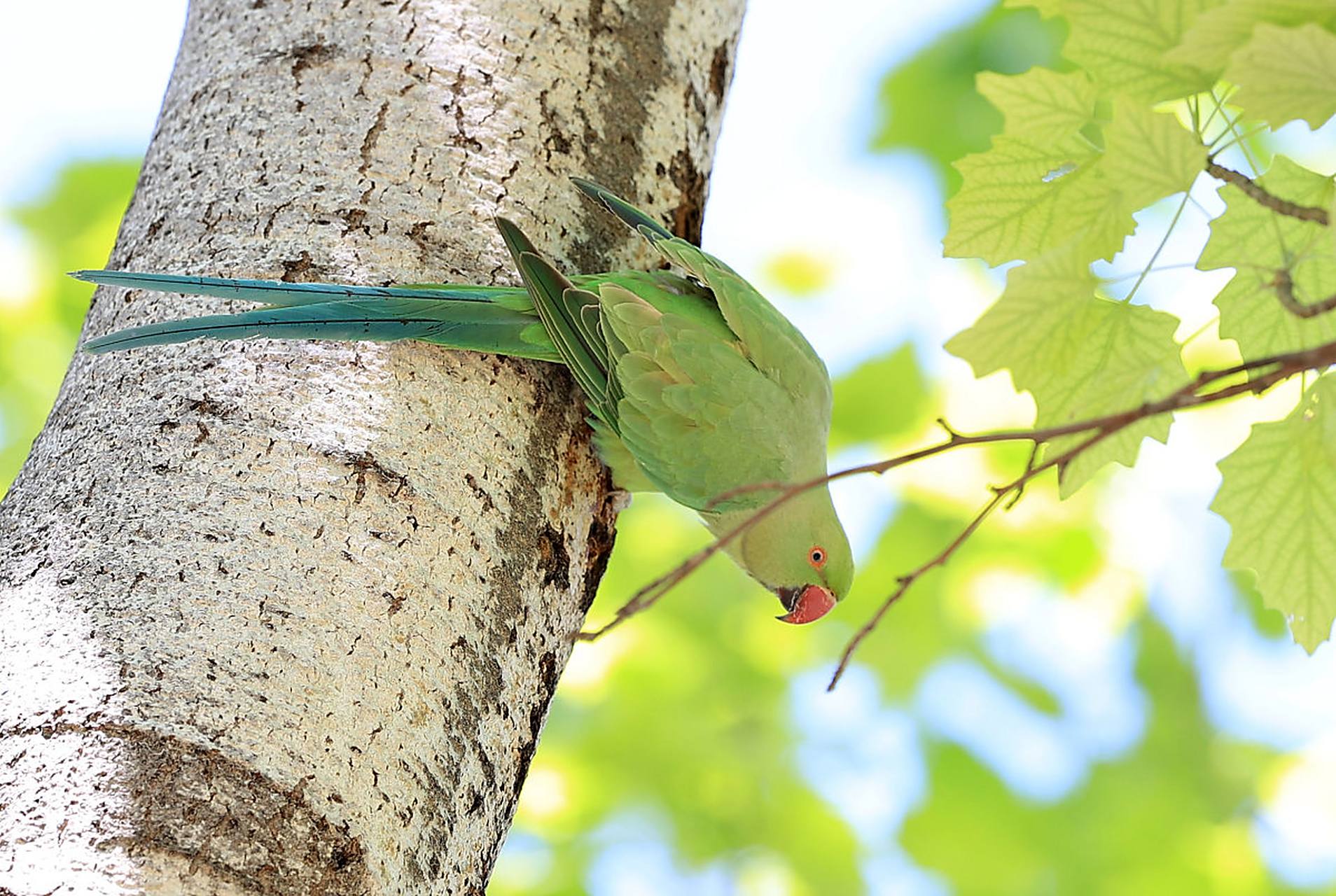 红领绿鹦鹉 -英文名称 rose-ringed parakeet,是一种生活在印度次大陆