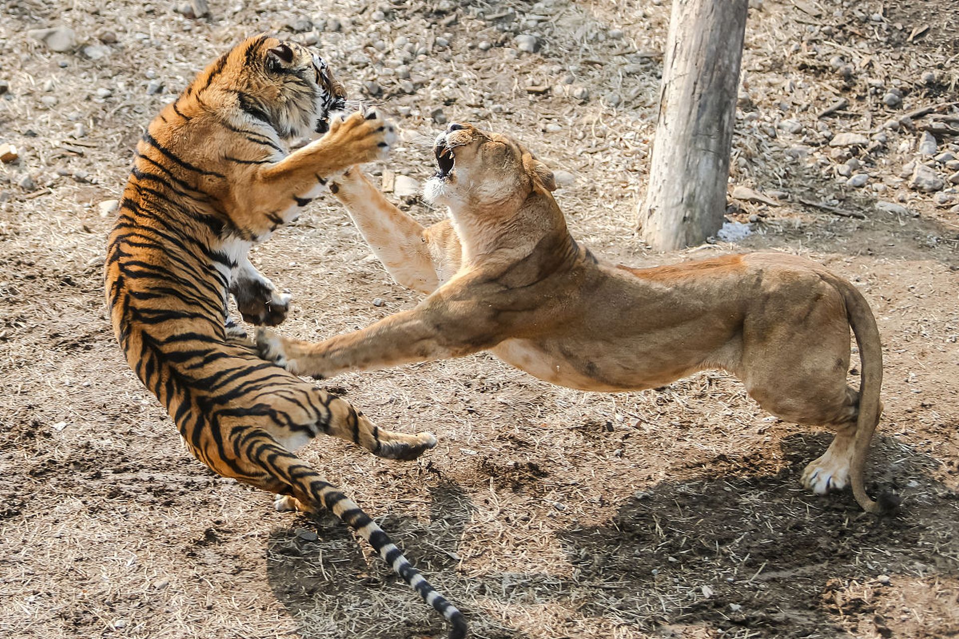 老虎和狮子的战斗力谁更牛掰? 论单挑的话,显然是老虎更胜一筹.