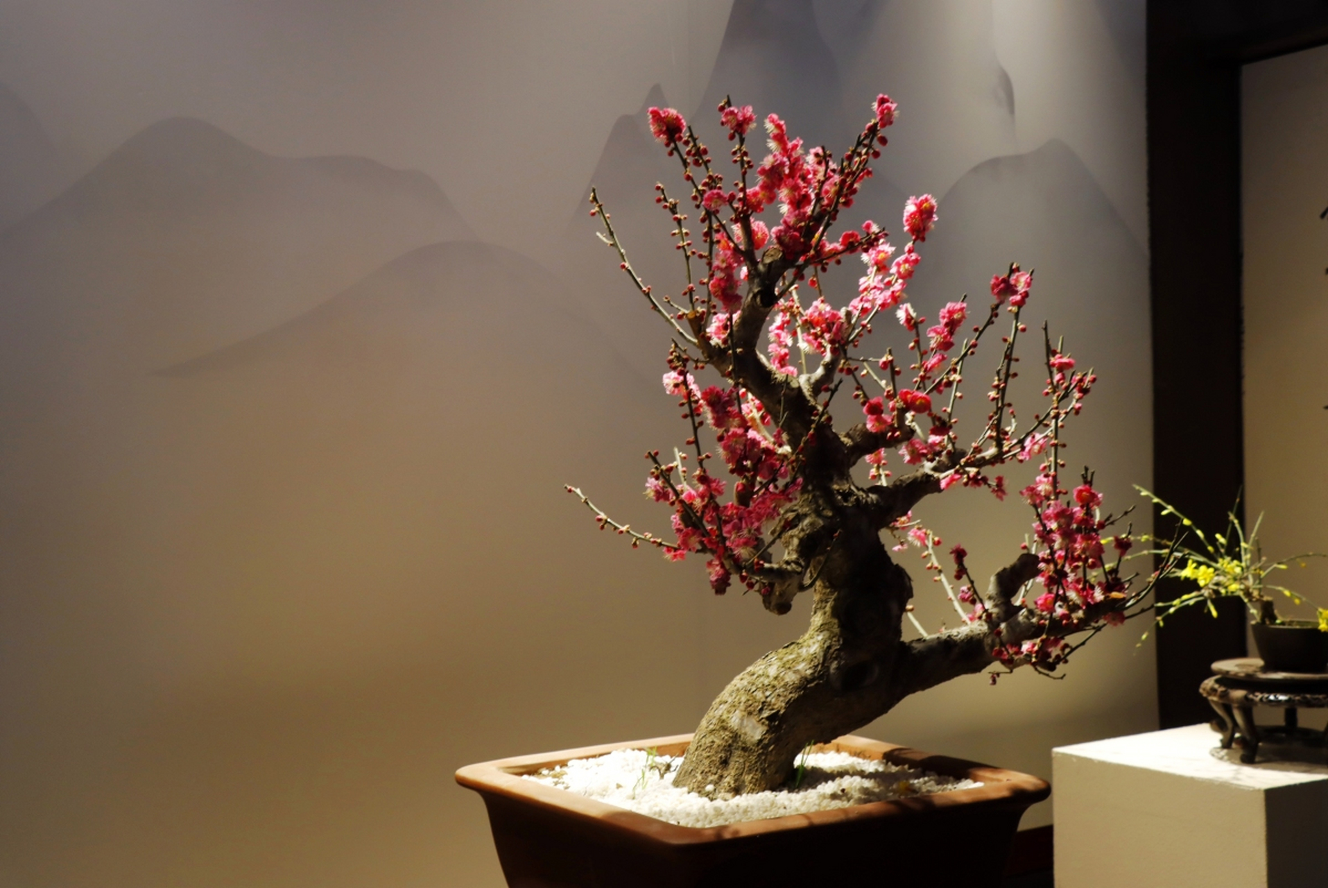 栽种红梅要注意,三步挪好花盆,花开娇艳,傲立于雪  冬天选盆红梅盆栽