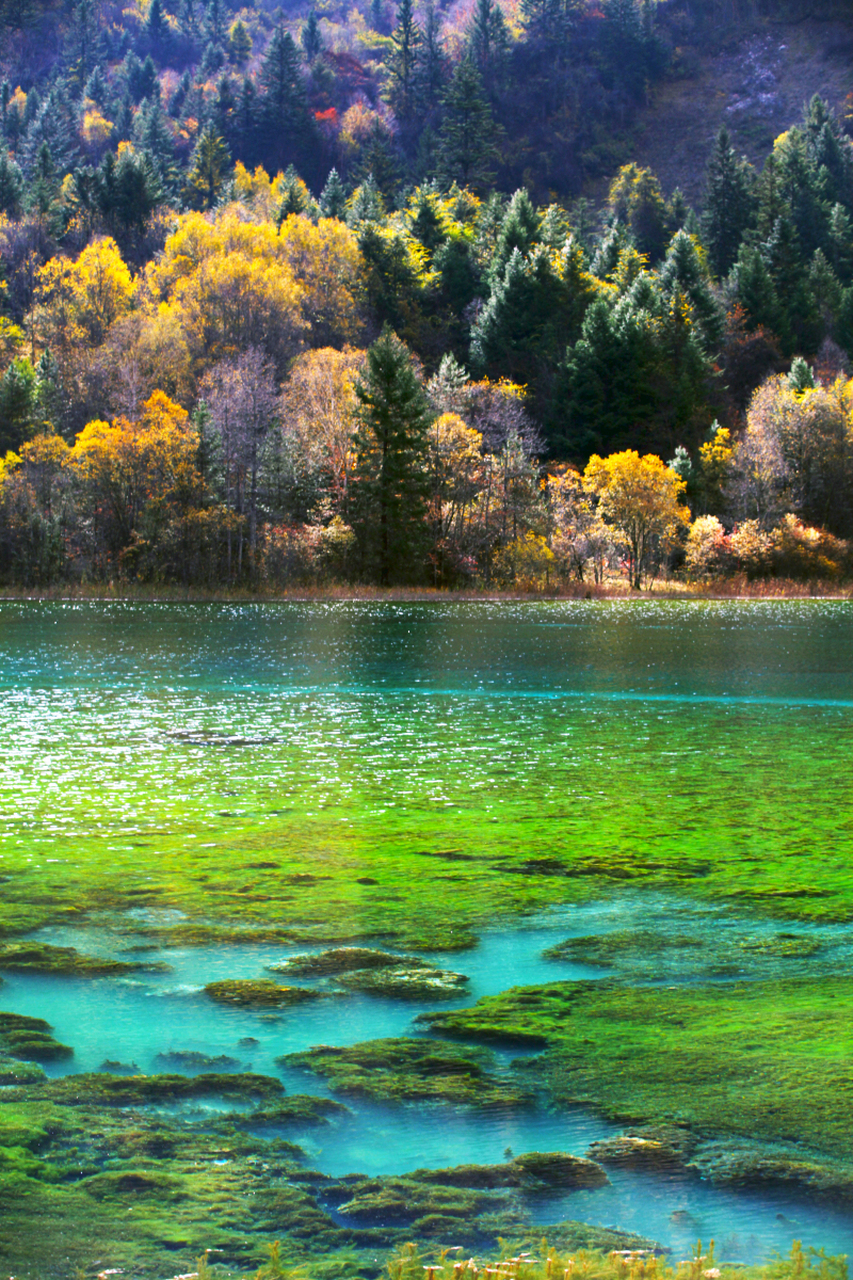 九寨沟:步入这片人间仙境,湖泊的湛蓝,瀑布的壮观,雪山的皑皑与原始