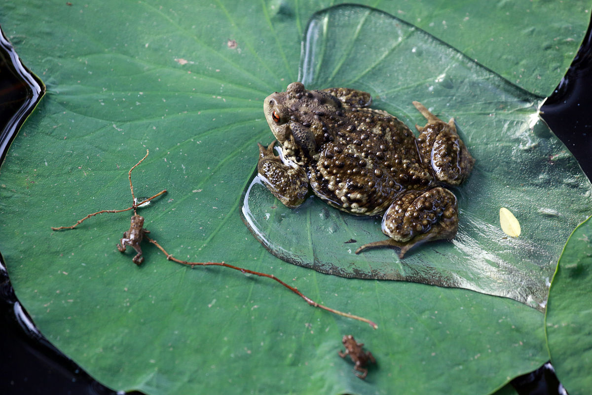 癞蛤蟆和天鹅之间如此特别的友谊