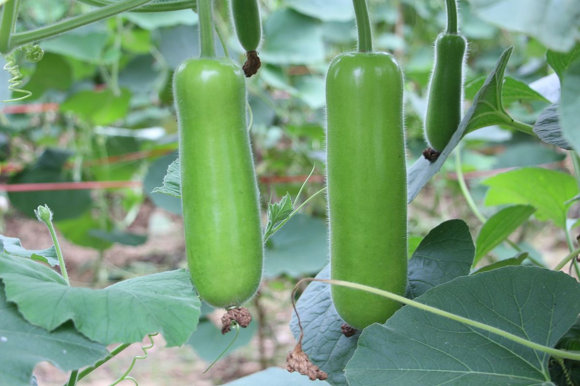 整个过程需要耐心和技巧.[原文:怎样使啰嗦瓜变