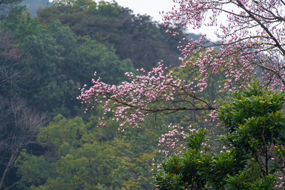 春天总要来一趟杭州# 杭州植物园是踏青探春的绝佳之地.