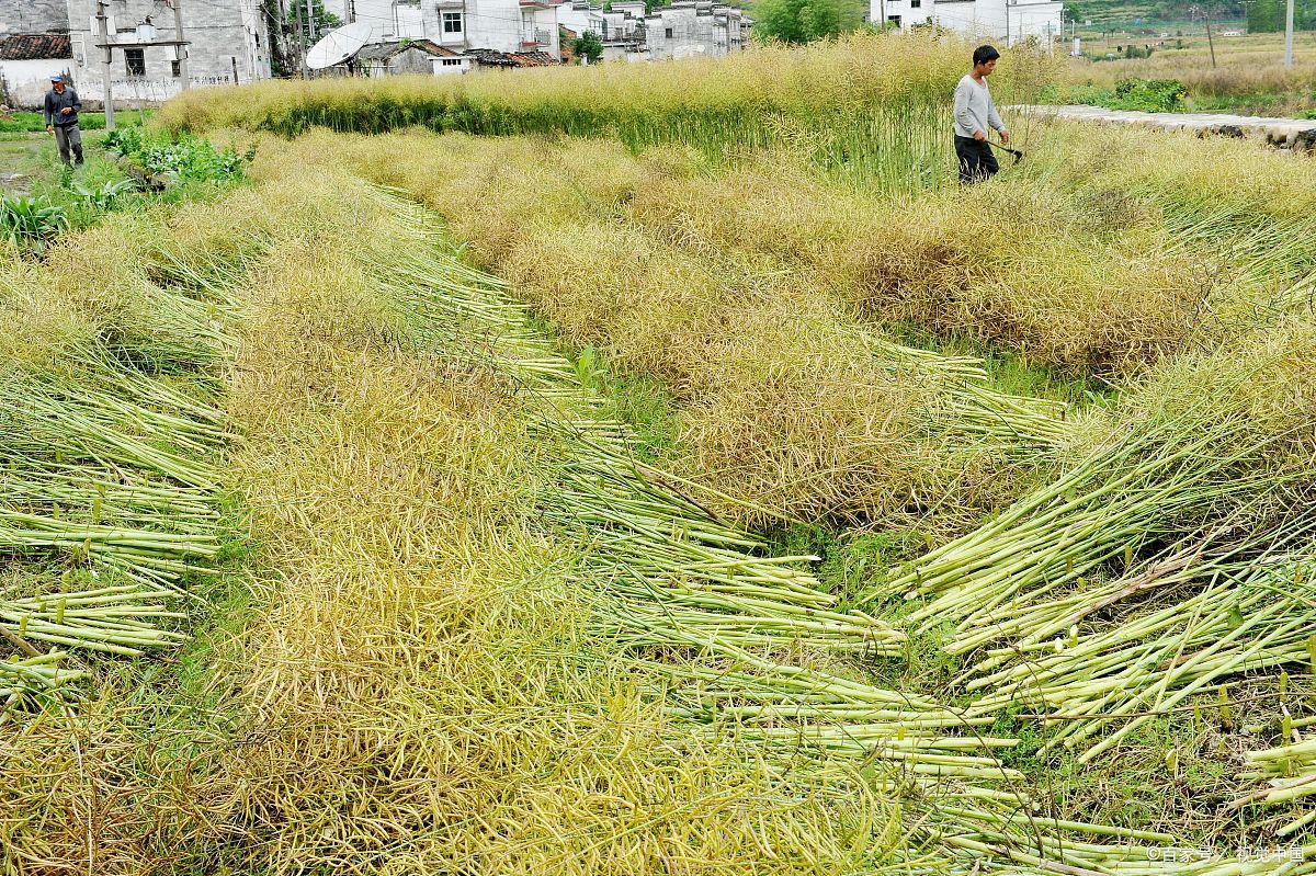 油菜秸稈 - 熱門商品專區