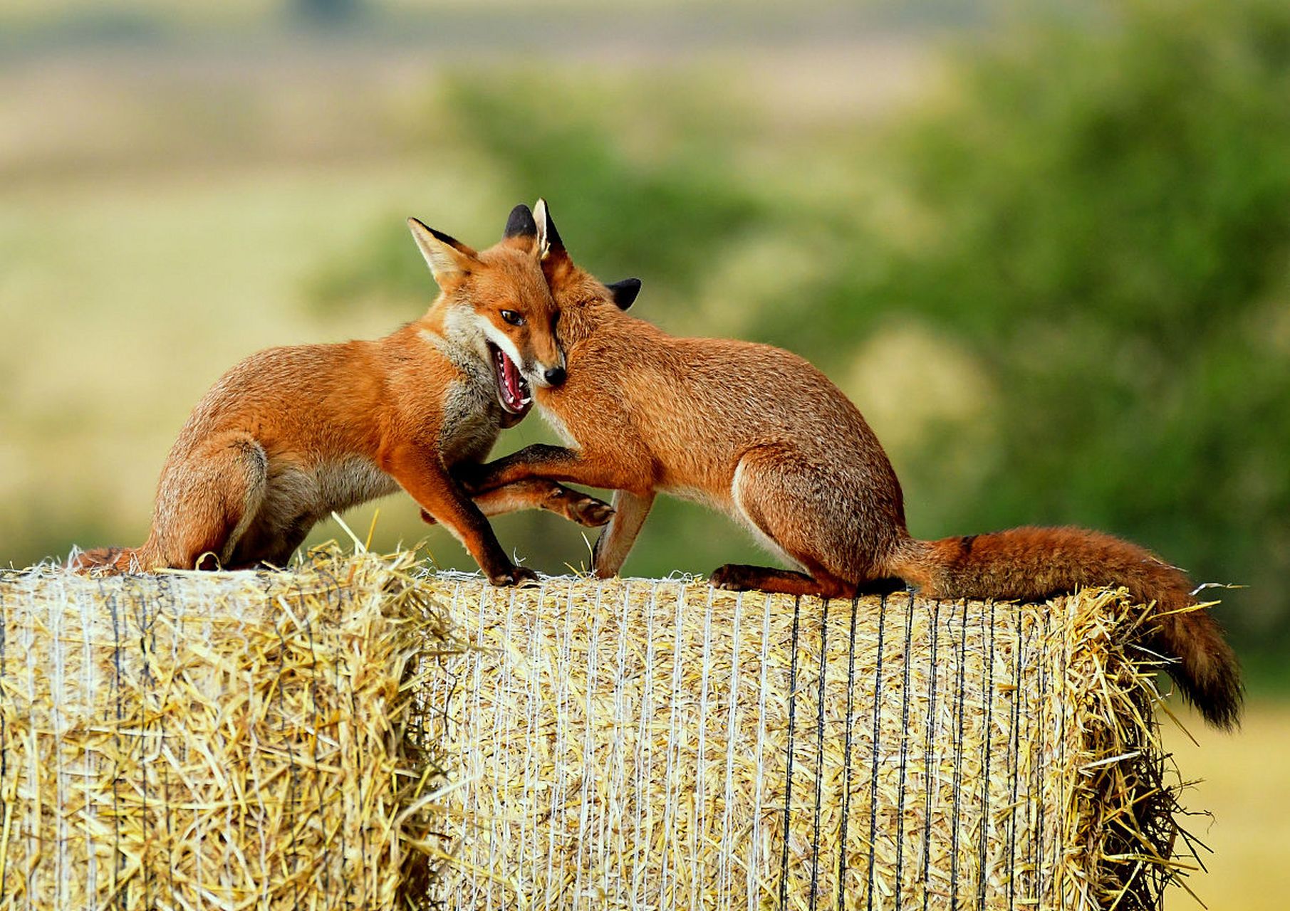 一起玩耍一起长大的狐狸姐妹.#动物趣图