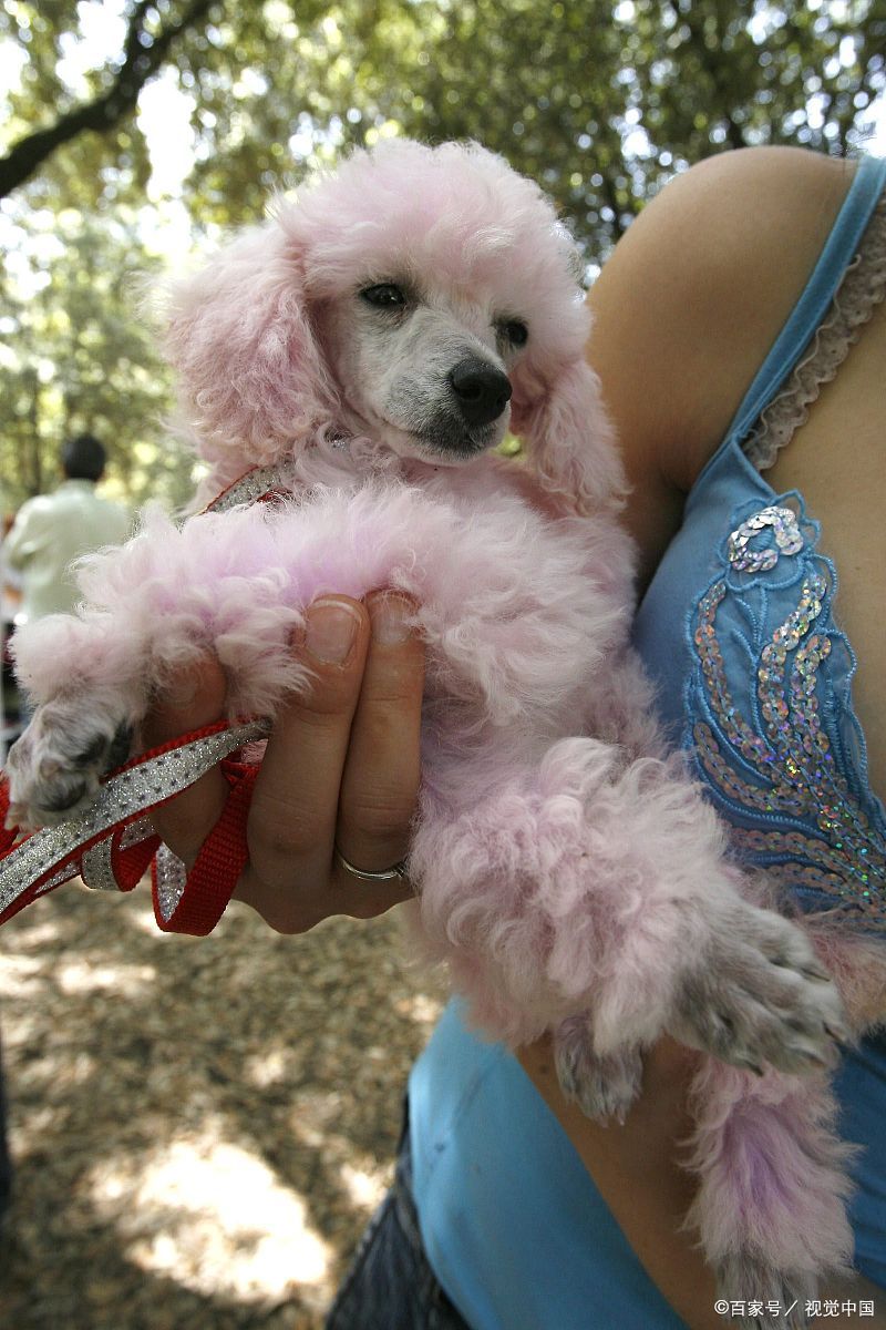 泰迪和比熊的杂交狗通常被称为"泰迪比熊混种"或"泰迪比熊杂交犬".