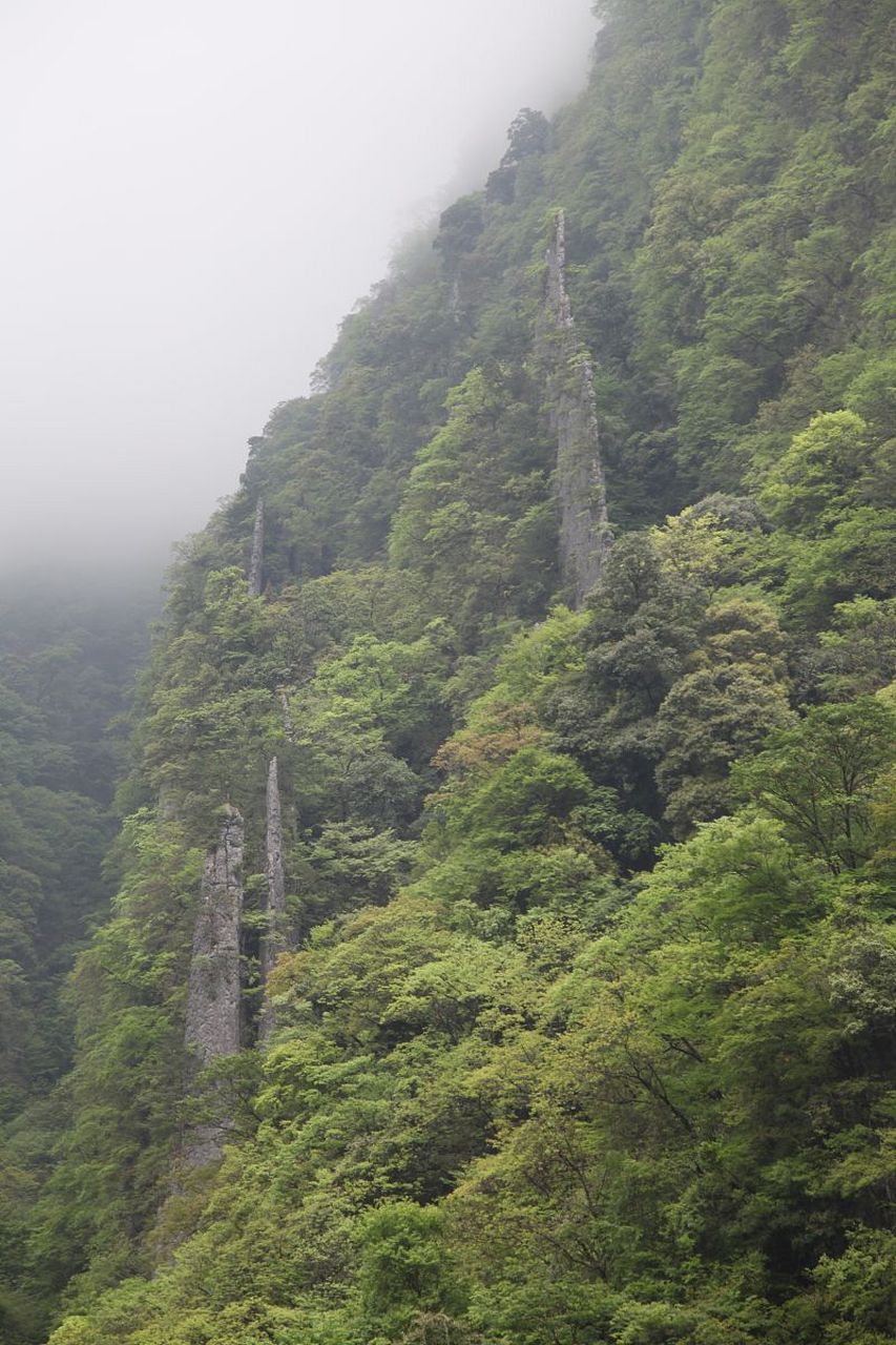 百山祖景区旅游攻略  百山祖,这个位于浙江省丽水市庆元县境内的国家