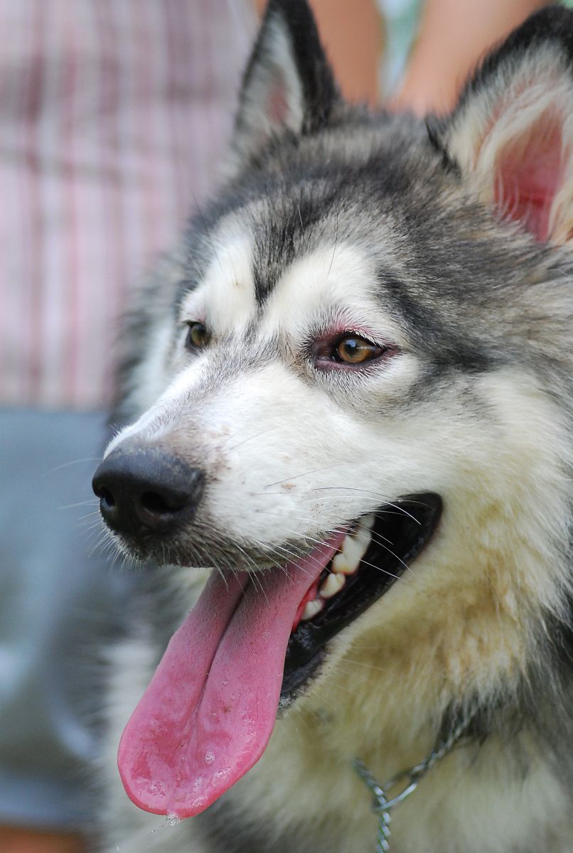 养狗确实能够反映出一个人的经济状况,特别是当涉及