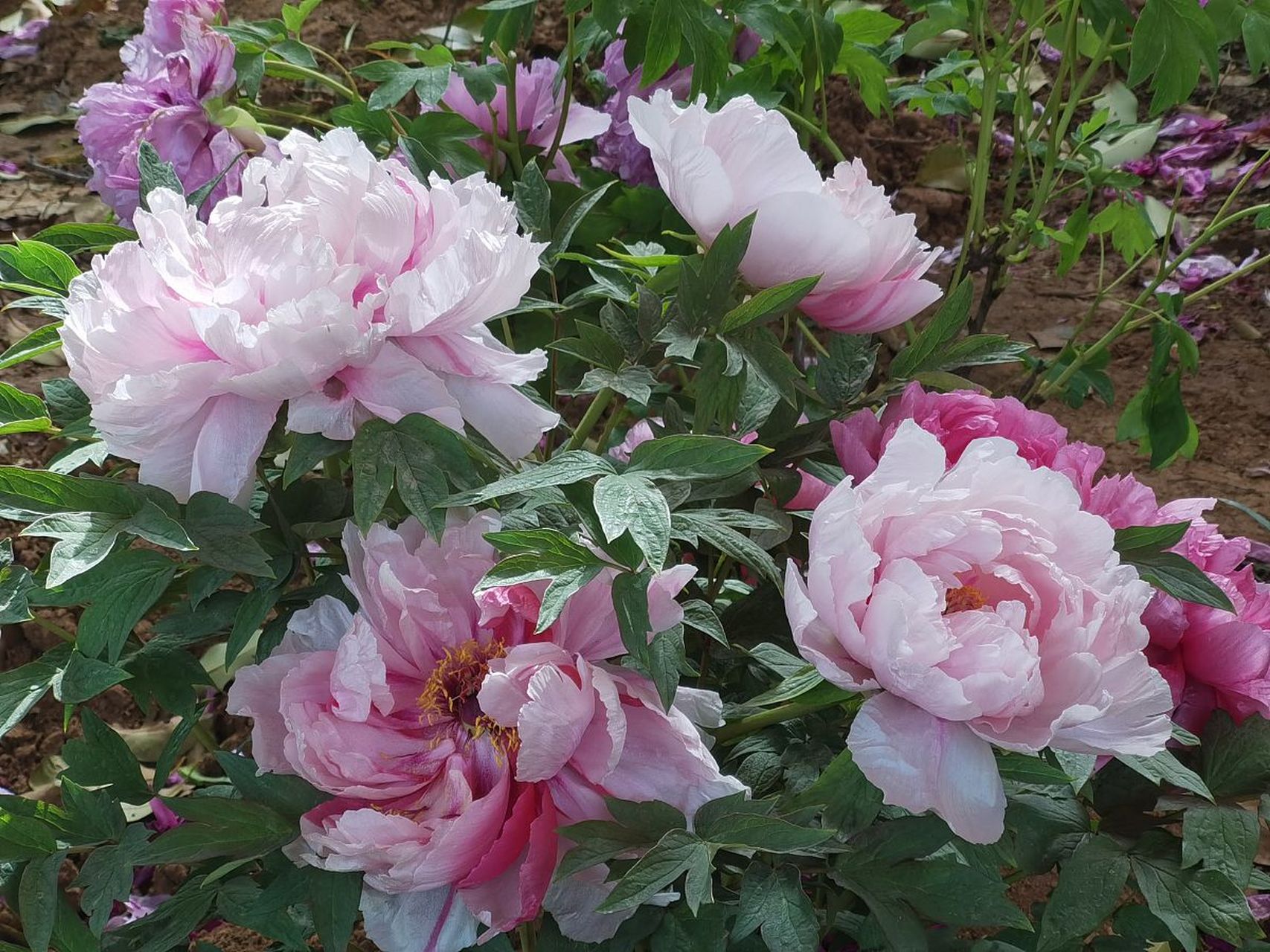 唐朝诗人写道"唯有牡丹真国色,花开时节动京城",可见洛阳牡丹的影响力