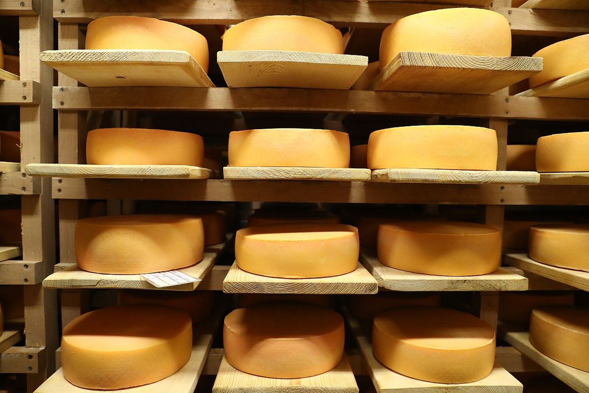 cut the cheese  weasel cut the cheese when it is in hazard.