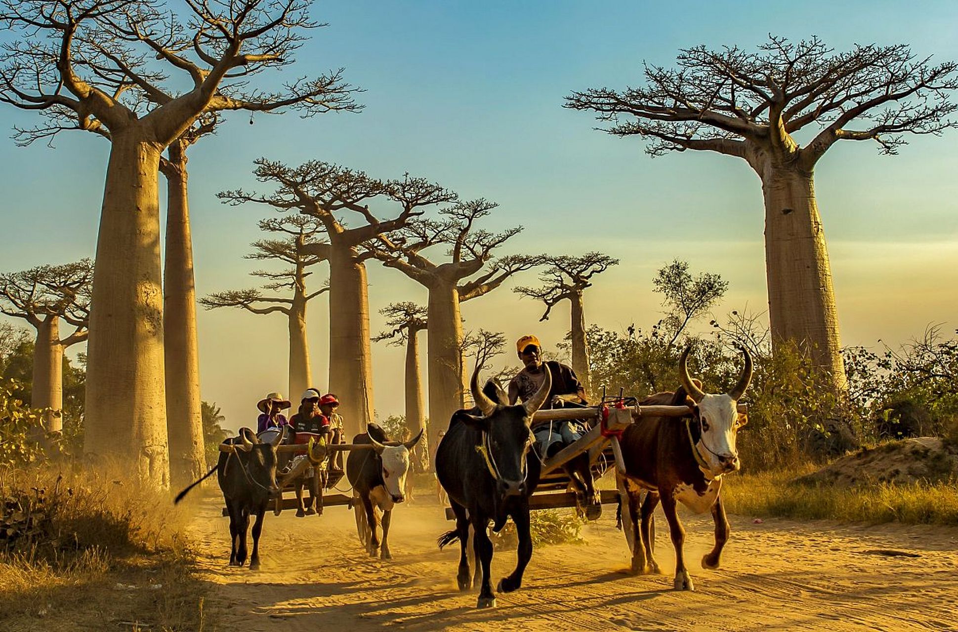 非洲草原最常见的树图片