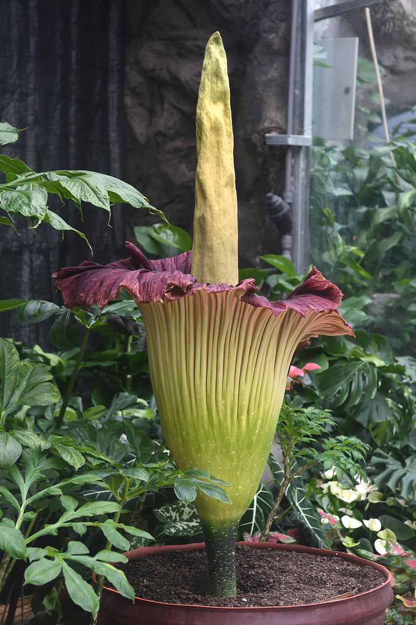 像一把倒放的大伞.#植物趣图