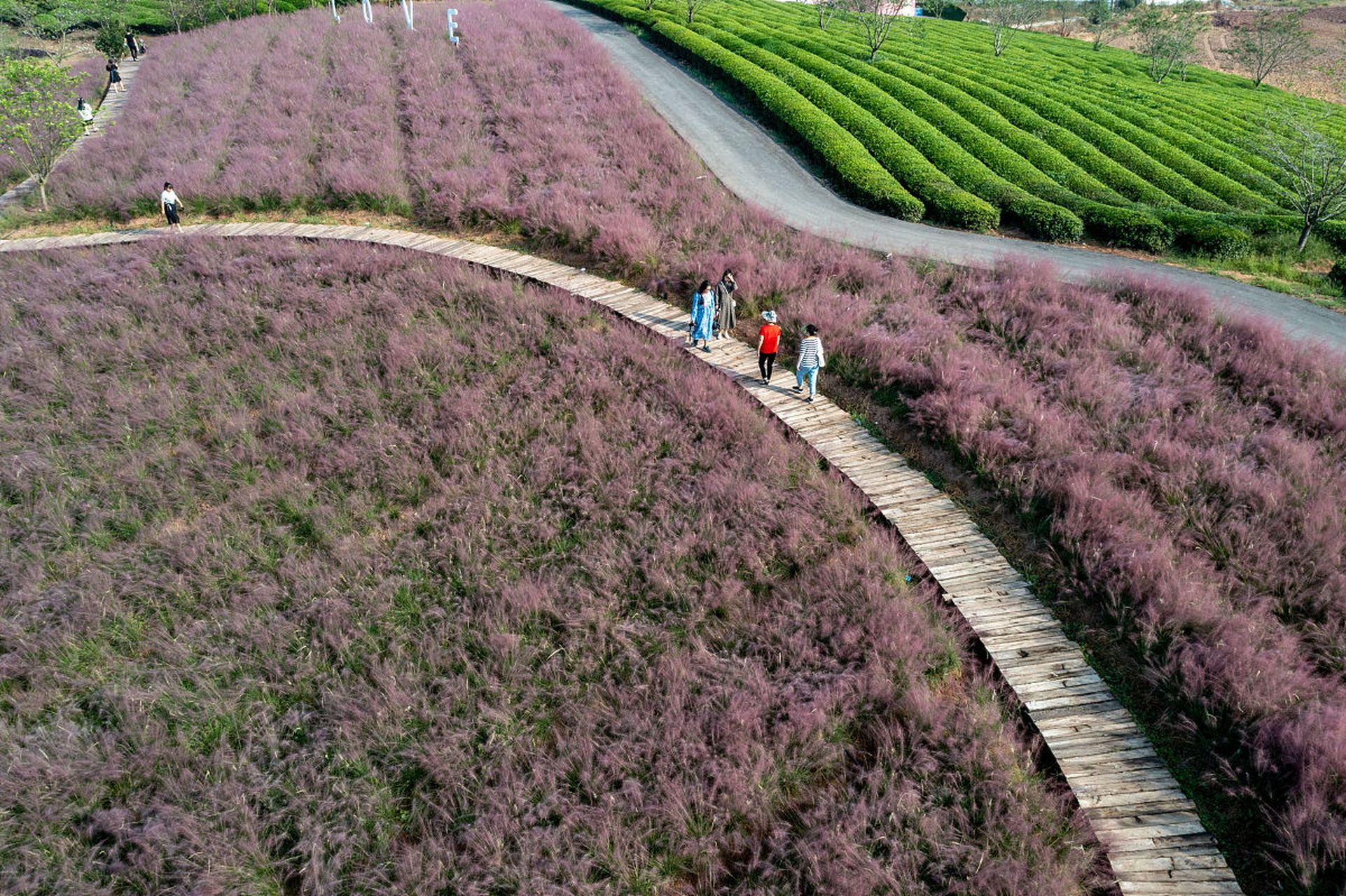 春夏之交,金华花田小镇邀请你共赴花海盛宴!