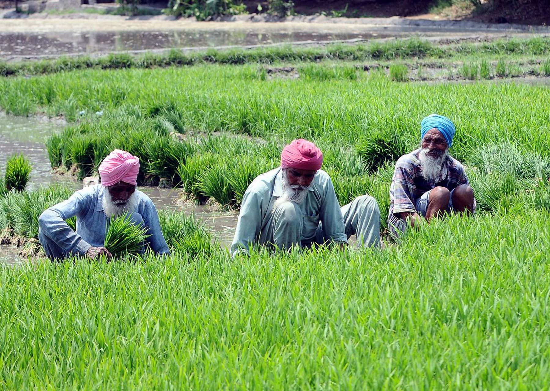 印度的水稻亩产只有我国的三分之一,为什么印度能成为是世界大米第一