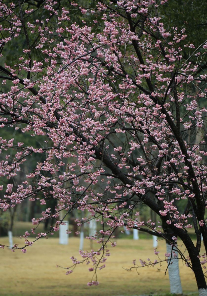 春天总要来一趟杭州# 杭州植物园是踏青探春的绝佳之地.