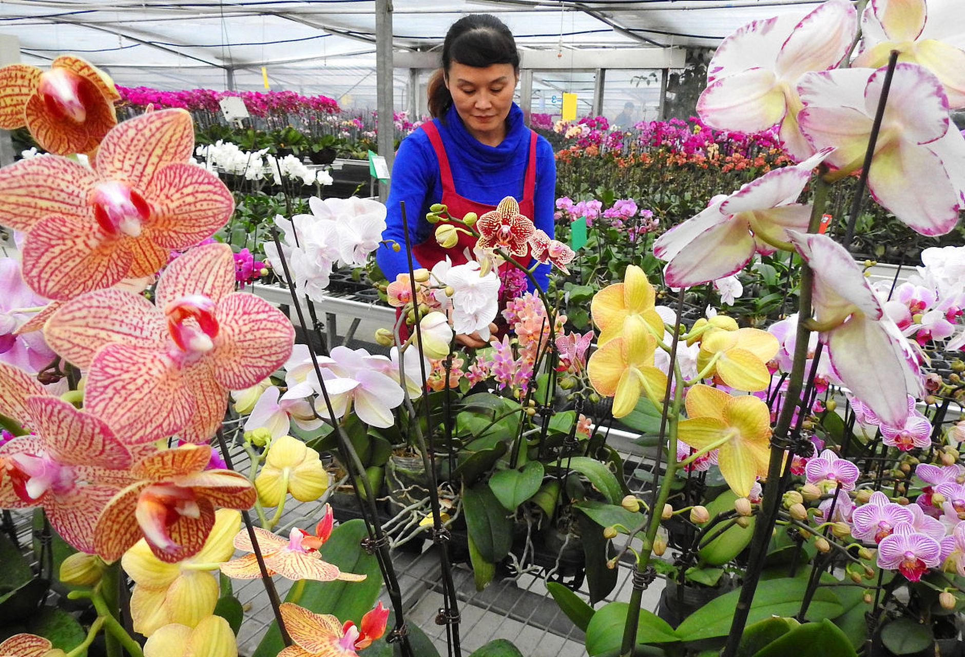 北京植物园春节花展图片